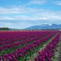 Courtesy: Sanjiv Mecwan from Seattle<br />Tulip Festival in valley of Mt. Vernon, WA