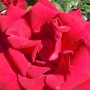 Courtesy: Sangeeta Kulkarni (NY)<br />Roses in The Butchart Gardens, Canada
